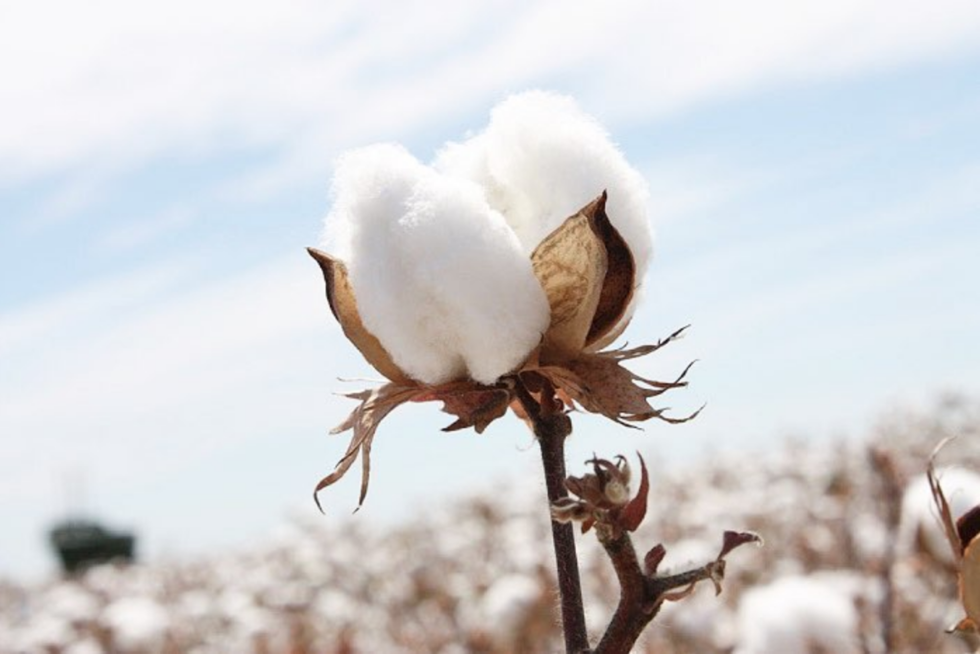 Cotton cap material